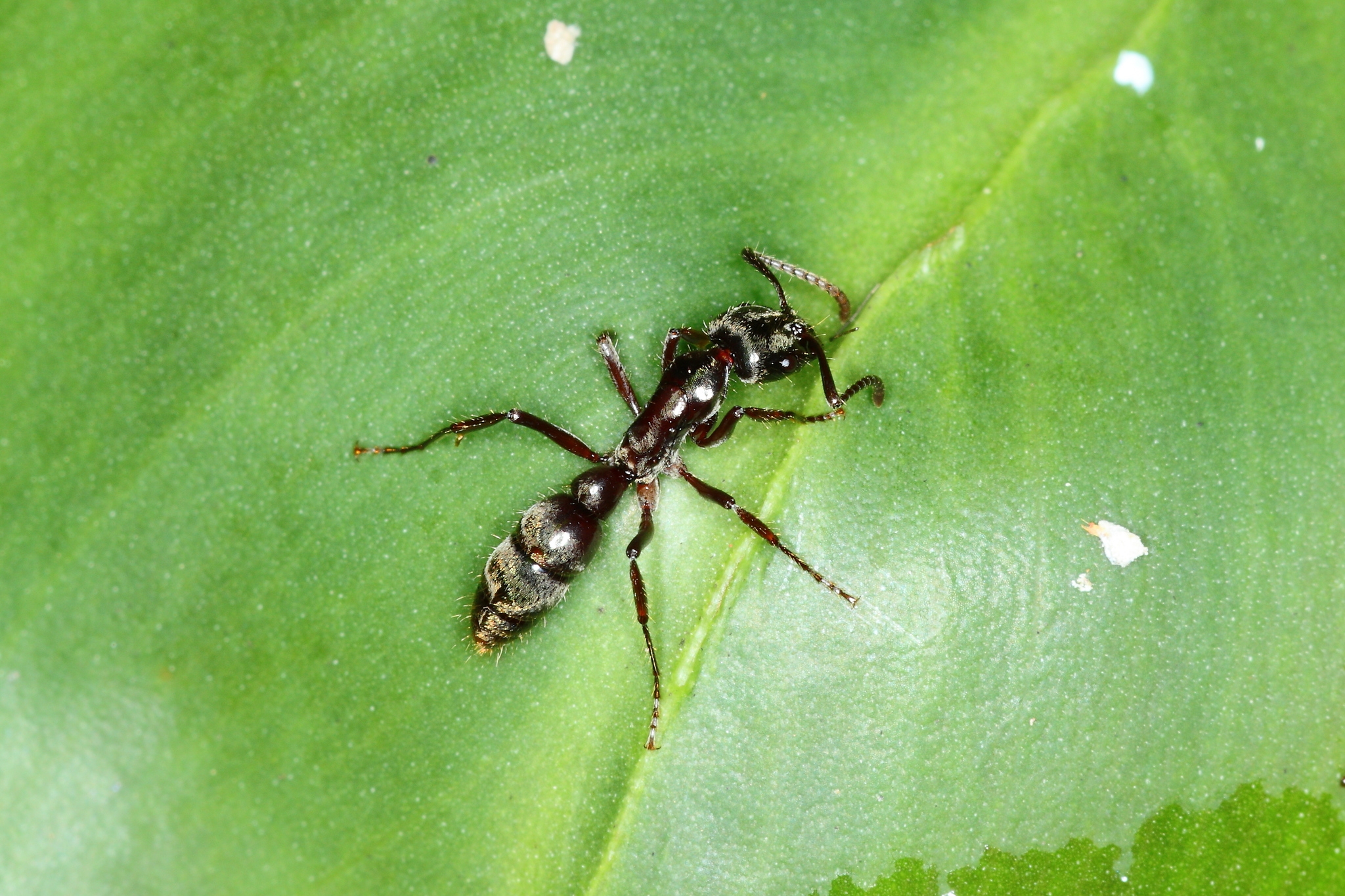 Neoponera latinoda