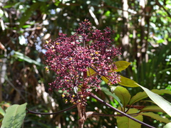 Mackinlaya confusa