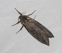 Abantiades argentata