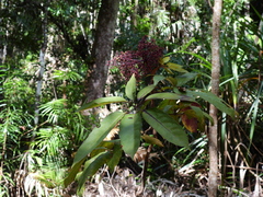Mackinlaya confusa