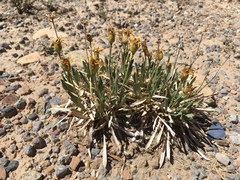 Stenotus armerioides