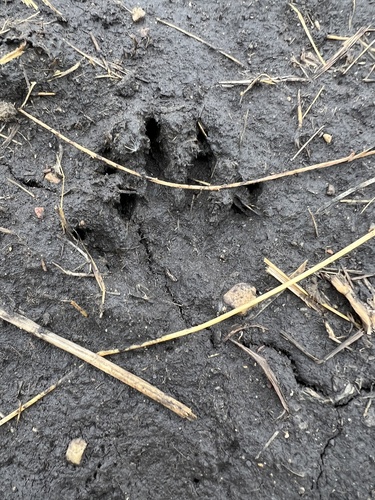 Common Raccoon photographed in South Dakota