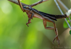 Polypedates leucomystax