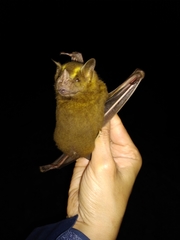 Artibeus jamaicensis