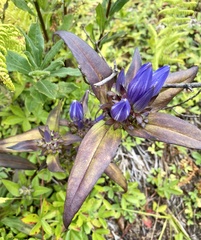 Gentiana austromontana