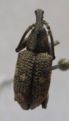 Hypoptus macularis