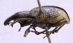 Hypoptus macularis