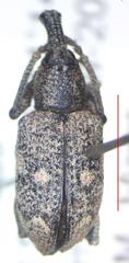Hypoptus macularis
