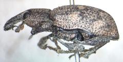 Hypoptus macularis