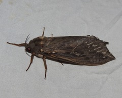 Abantiades argentata