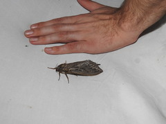 Abantiades argentata
