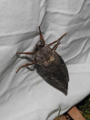 Abantiades argentata