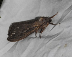 Abantiades argentata
