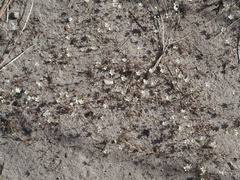 Sabulina californica