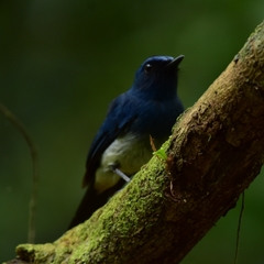 Cyornis pallidipes