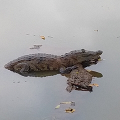 Crocodylus moreletii