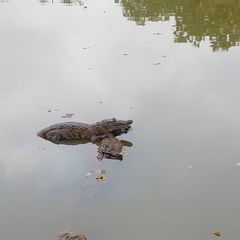Crocodylus moreletii