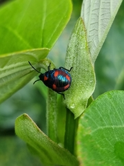 Tectocoris