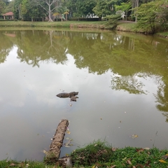 Crocodylus moreletii