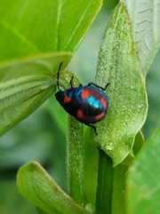 Tectocoris