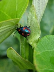 Tectocoris