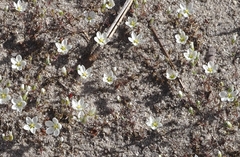 Sabulina californica