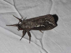 Abantiades atripalpis