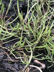 Lilaeopsis polyantha