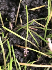 Lilaeopsis polyantha