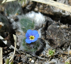 Eritrichium argenteum