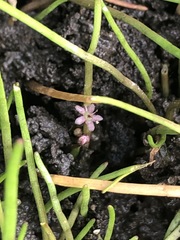 Lilaeopsis polyantha