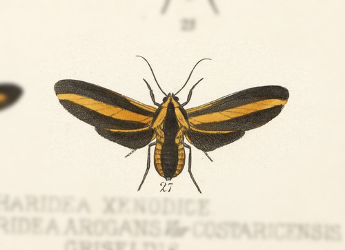 Ormetica taeniata
