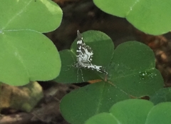 Trichodezia californiata