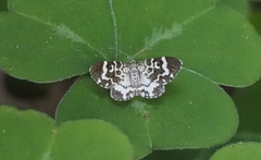 Trichodezia californiata