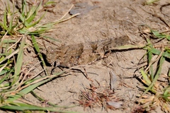 Trimerotropis occidentalis