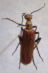 Pyrota hirticollis