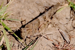 Trimerotropis occidentalis