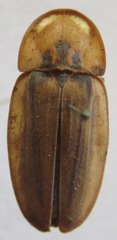 Lampyridae