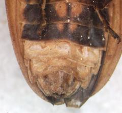 Lampyridae