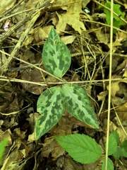 Trillium underwoodii