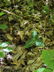 Trillium underwoodii