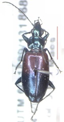 Carabidae