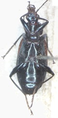 Carabidae