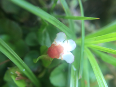 Torenia polygonoides