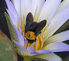 Xylocopa pubescens
