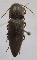 Elateridae