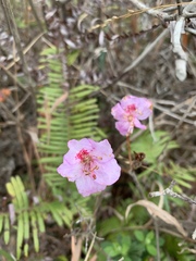 Rhododendron farrerae