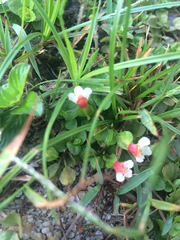 Torenia polygonoides