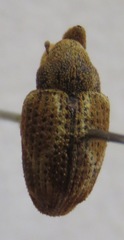 Curculionidae
