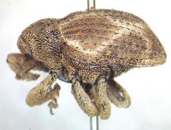 Curculionidae